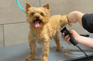 Pet Care & Grooming